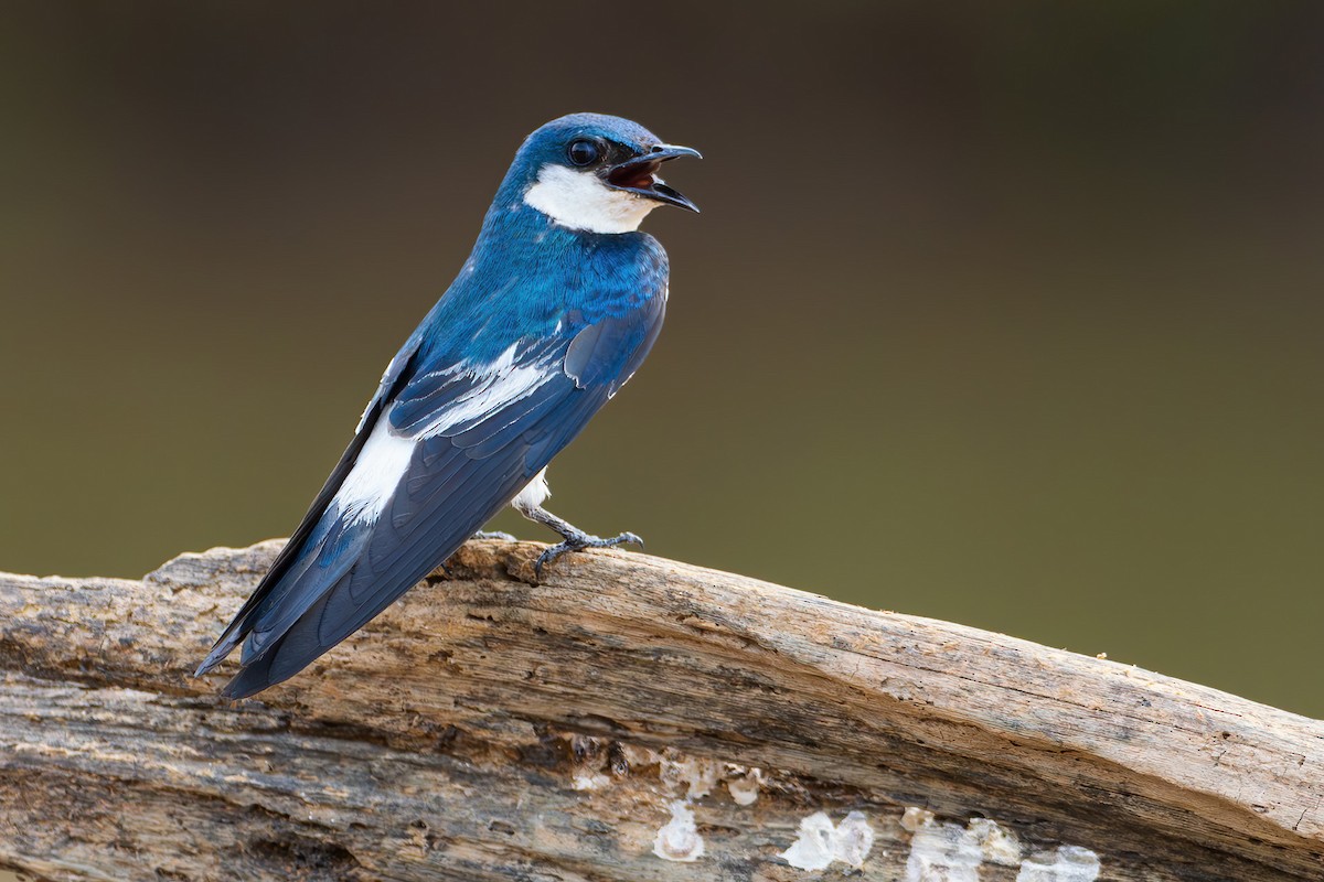 White-winged Swallow - ML624681900