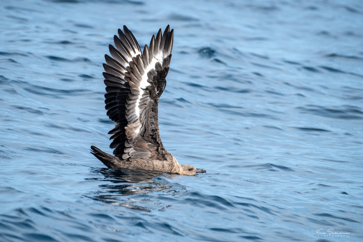 South Polar Skua - ML624682062