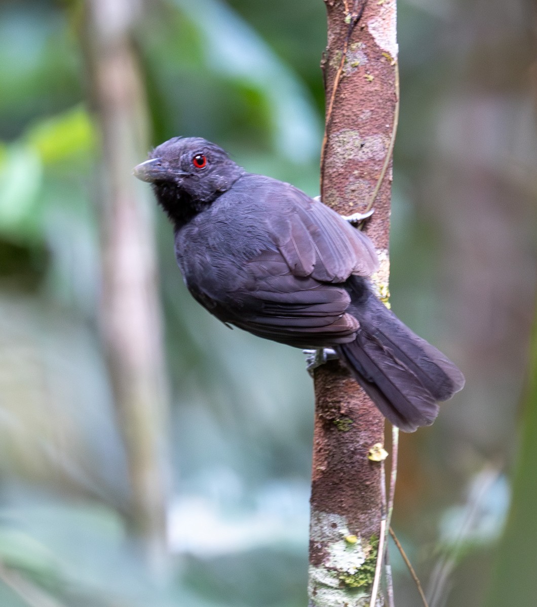 Black-throated Antshrike - ML624682105