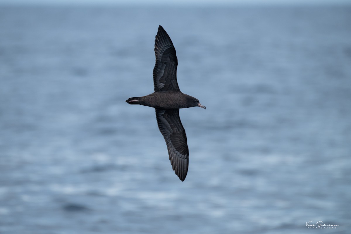 Flesh-footed Shearwater - ML624682115