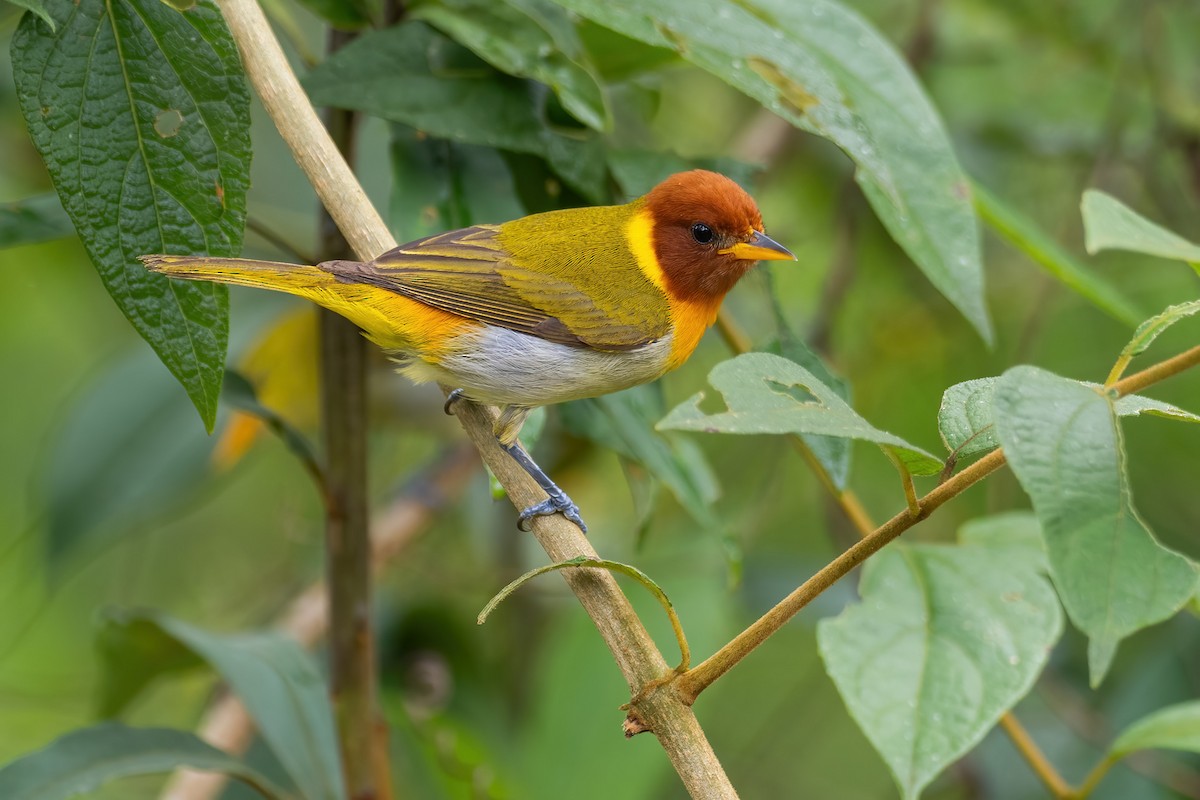 Rufous-headed Tanager - Yeray Seminario