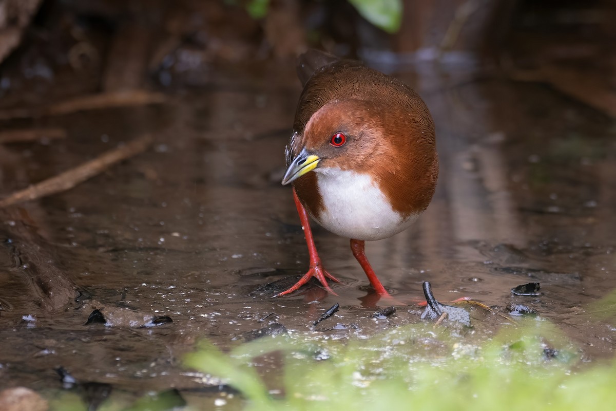 Red-and-white Crake - Yeray Seminario