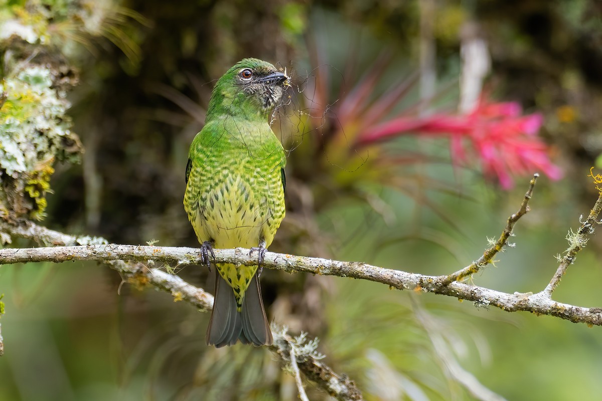 Swallow Tanager - ML624682323