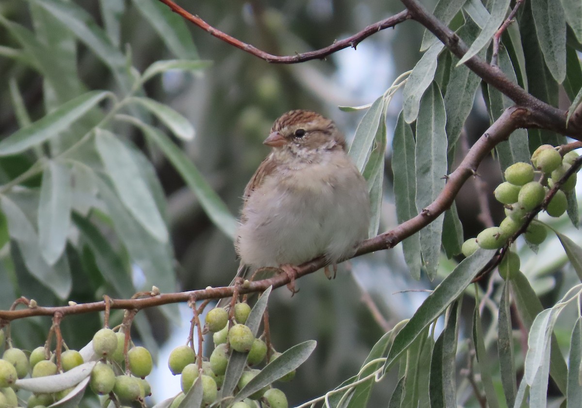 Chipping Sparrow - ML624682329