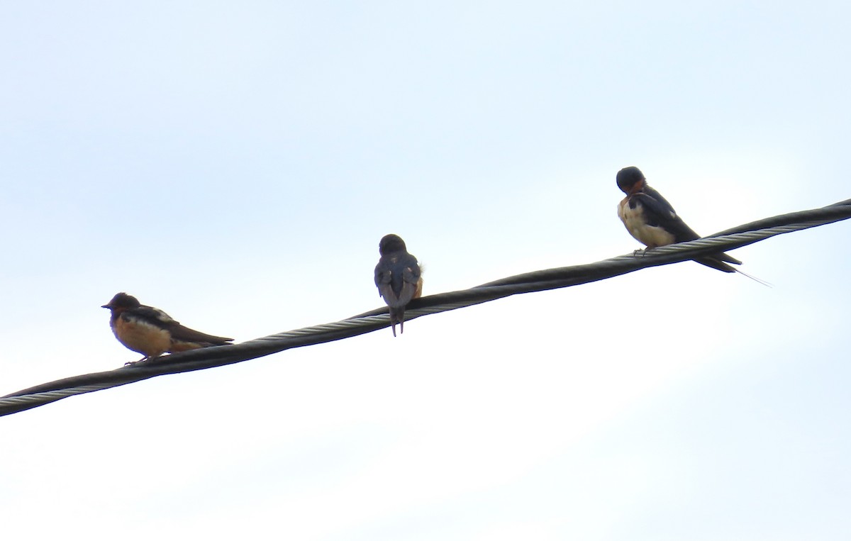 Barn Swallow - ML624682334