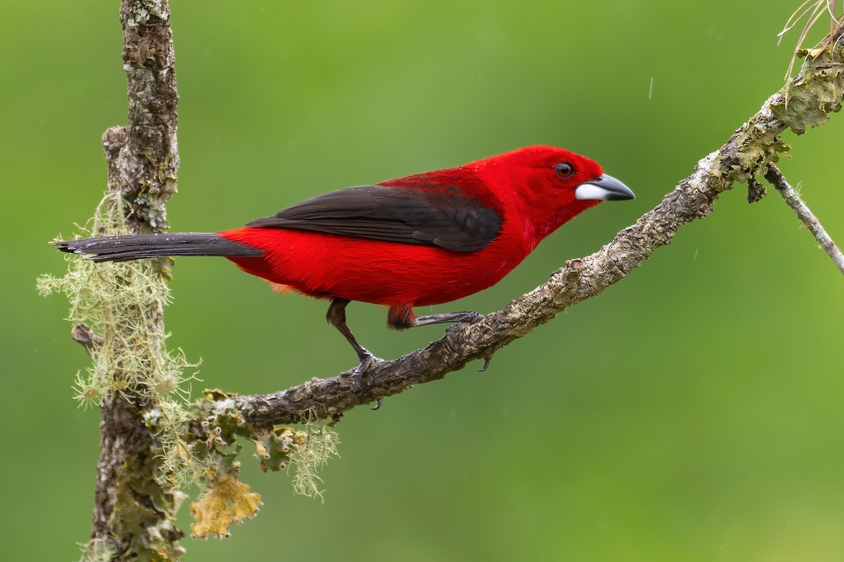 Brazilian Tanager - ML624682363