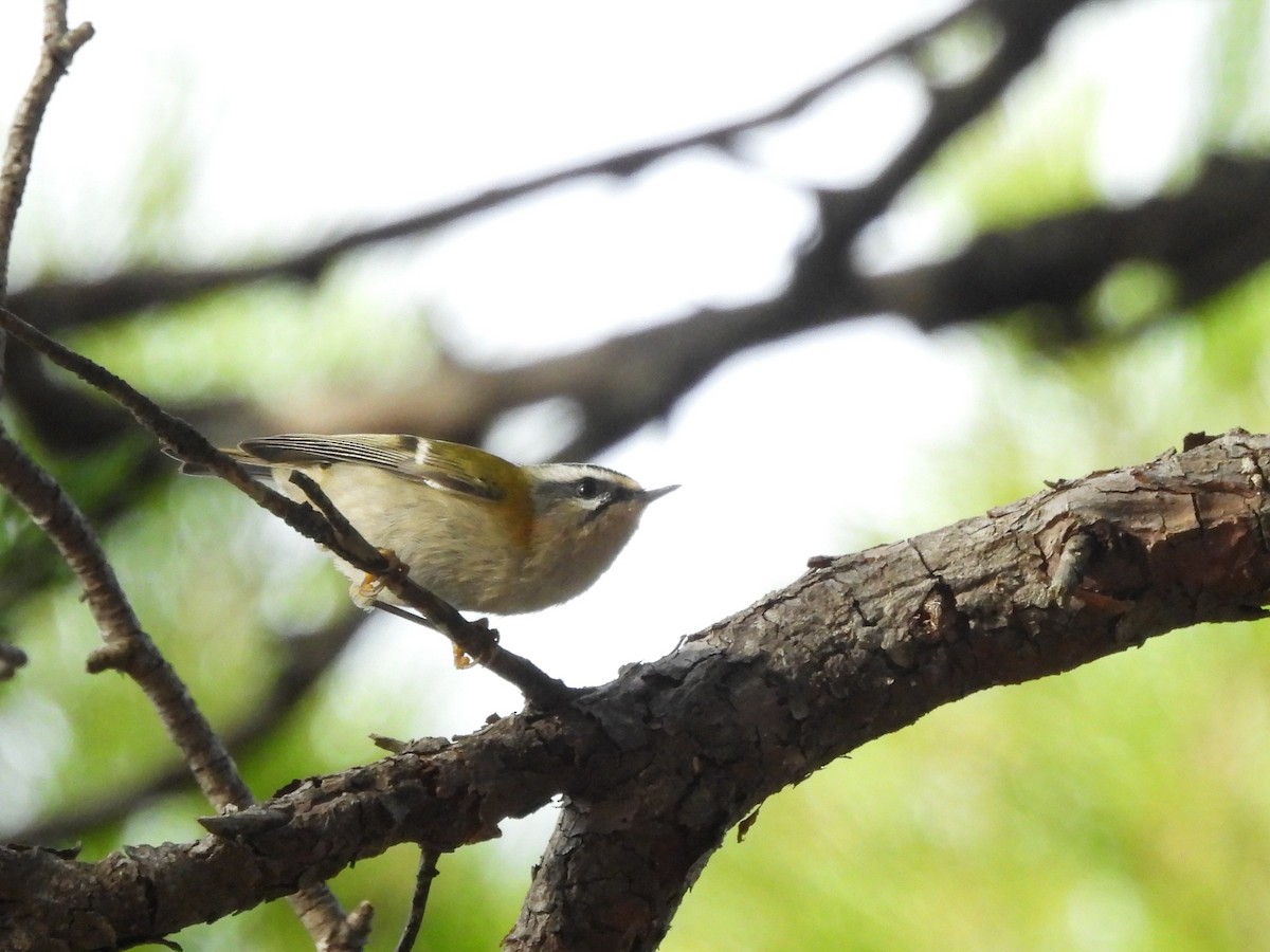 Common Firecrest - ML624682432