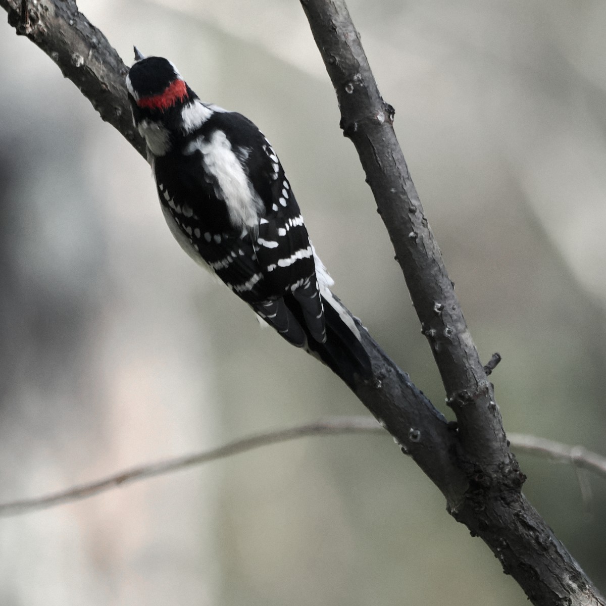 Downy Woodpecker - ML624682455