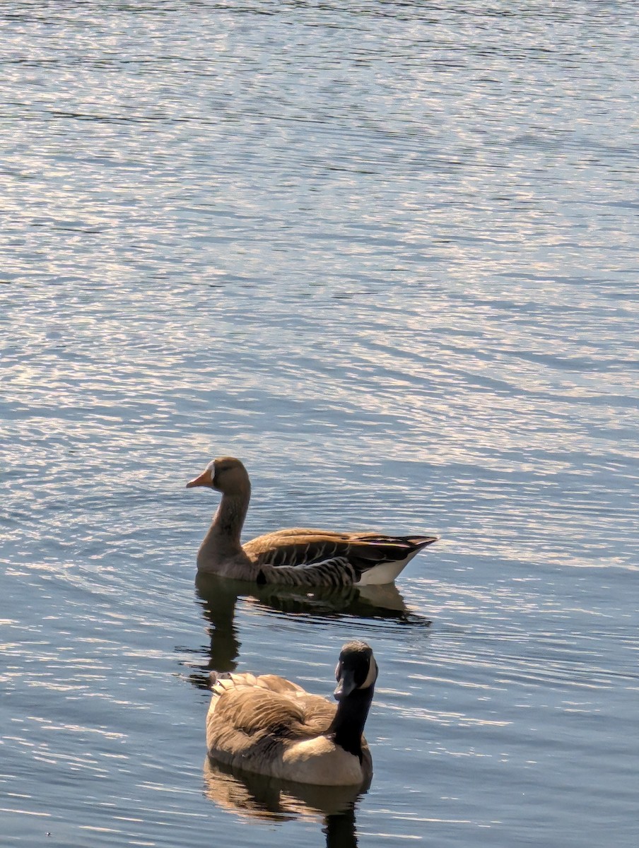 Greater White-fronted Goose - ML624682492