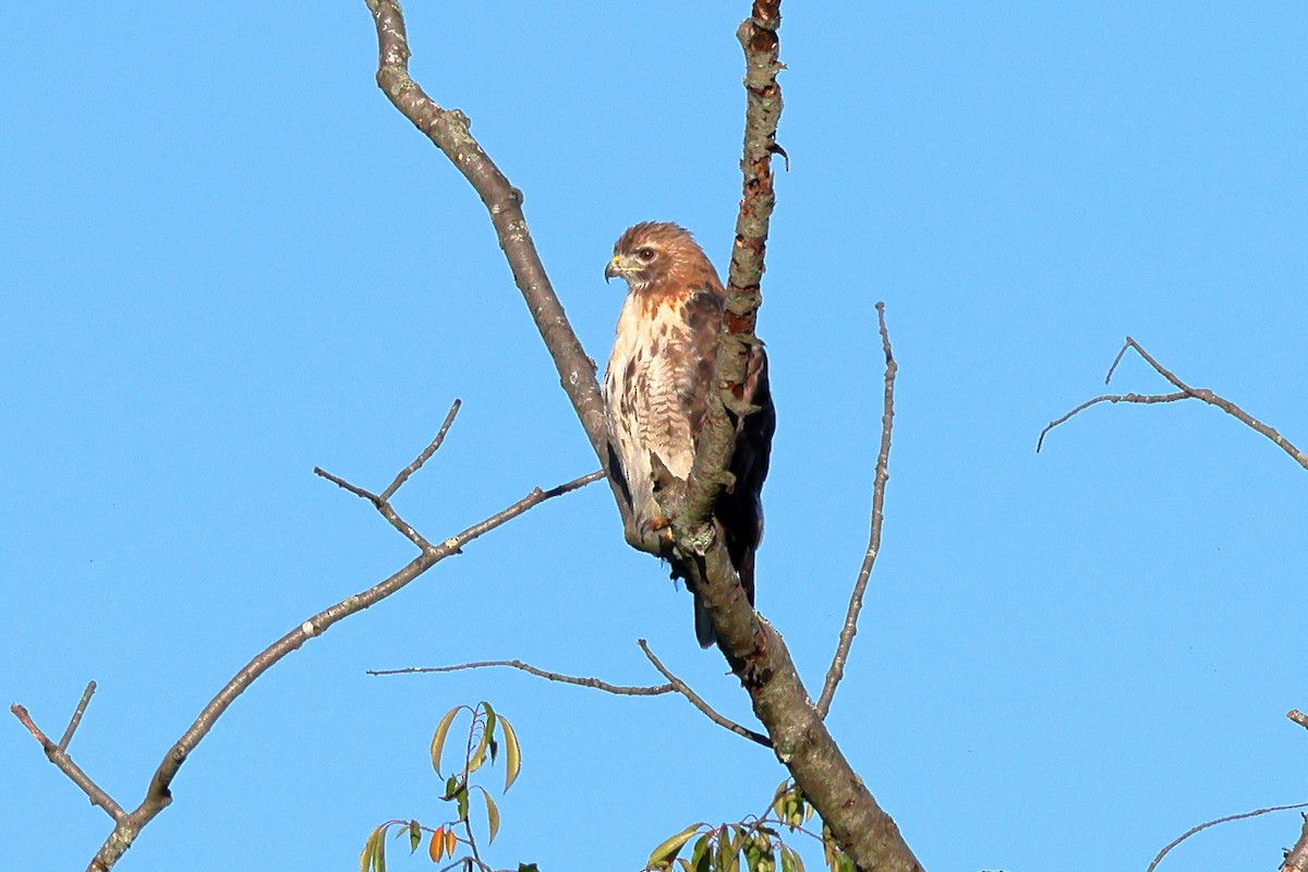 Red-tailed Hawk - ML624682544