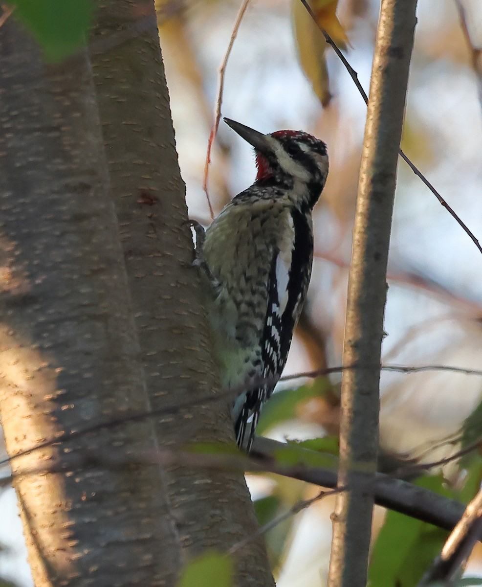 Yellow-bellied Sapsucker - ML624682546