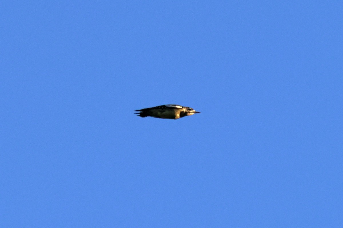 Yellow-bellied Sapsucker - ML624682547