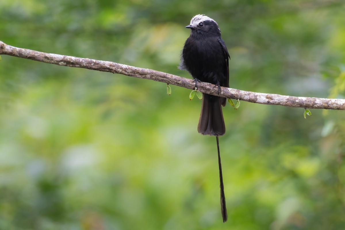 Long-tailed Tyrant - ML624682558