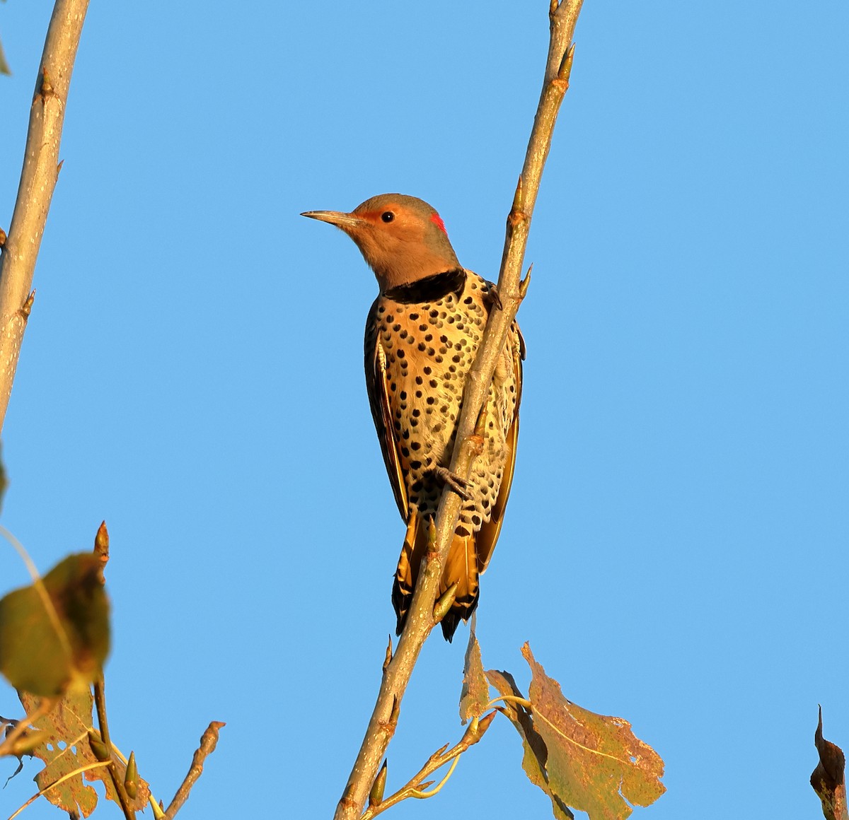 Northern Flicker - ML624682565