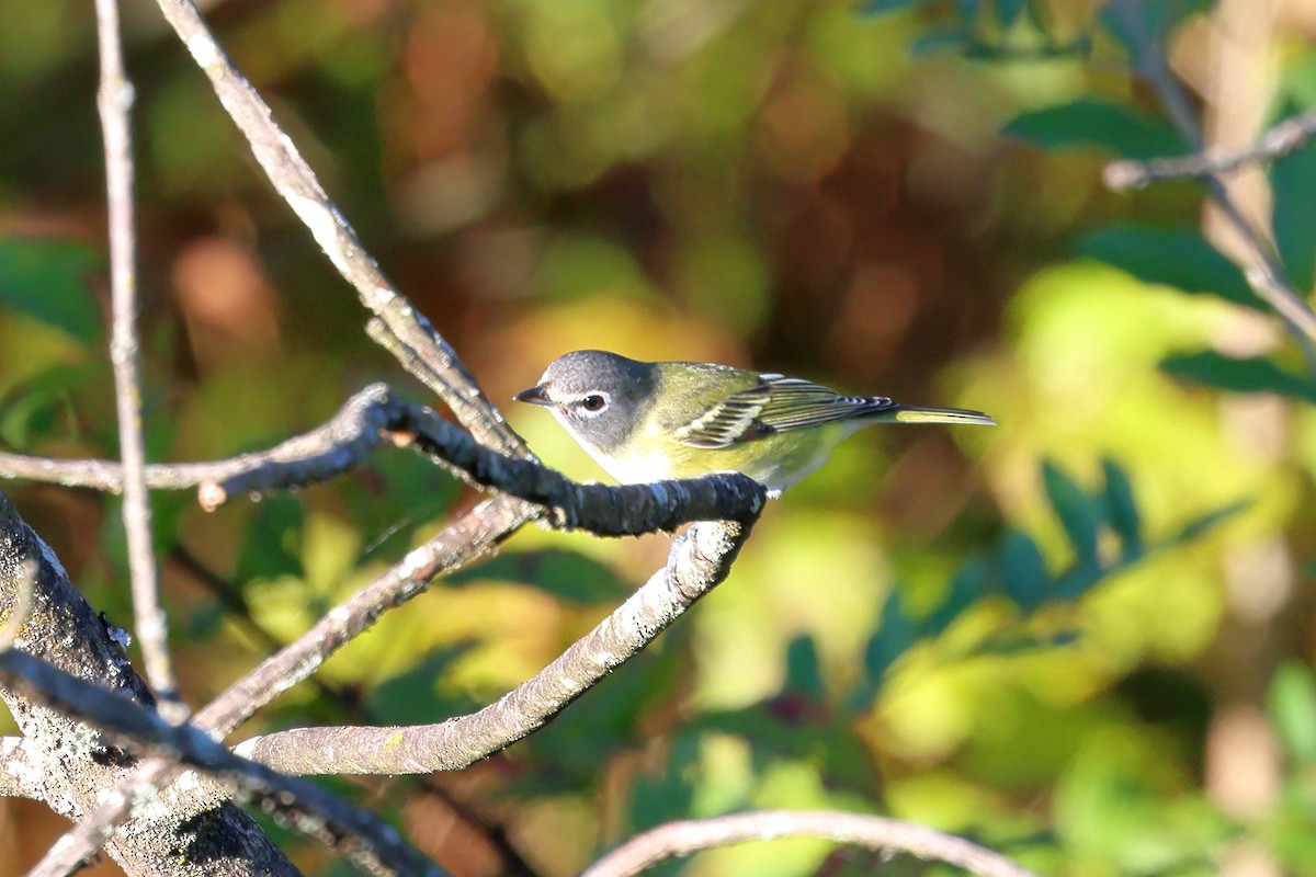 Blue-headed Vireo - ML624682614