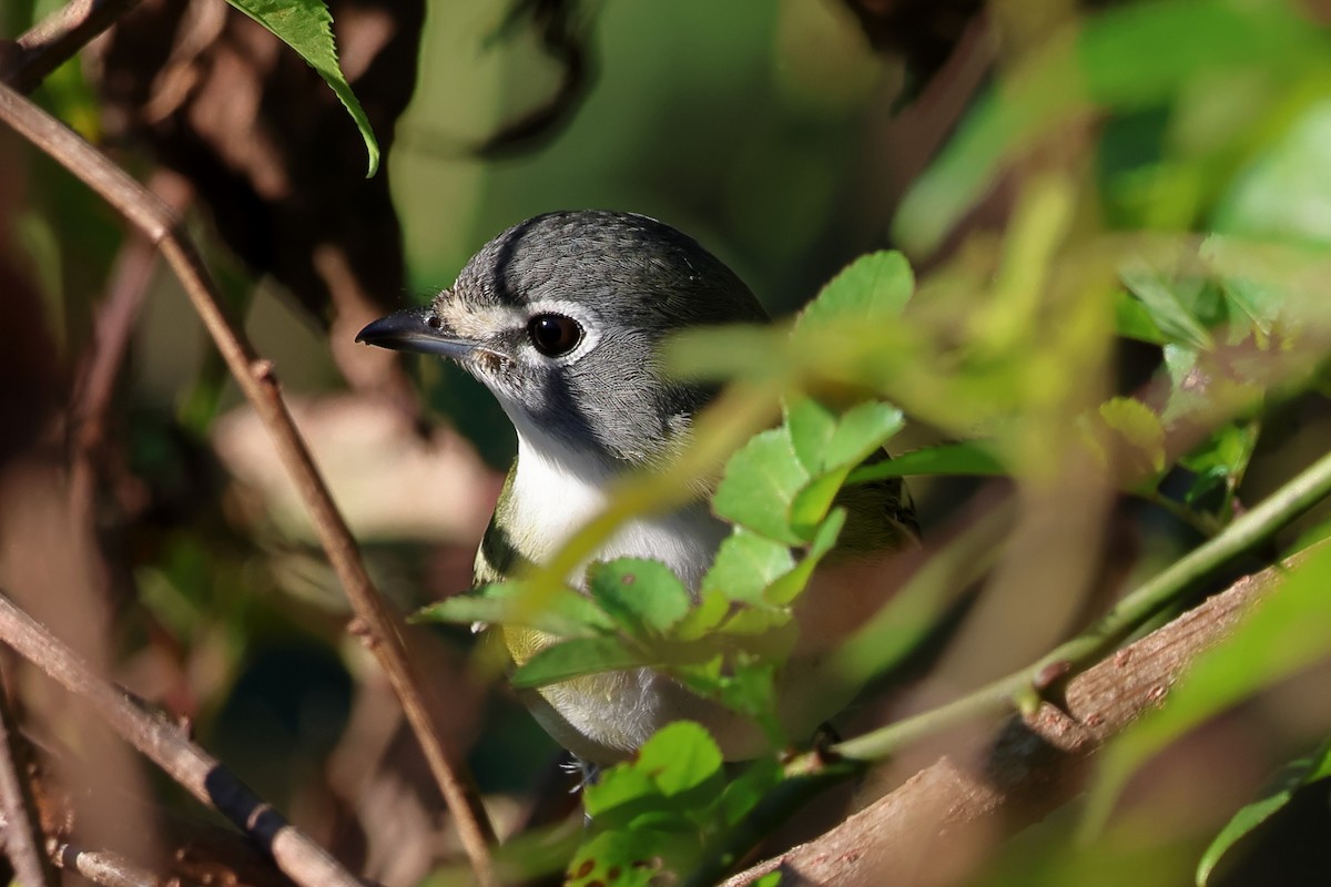 Blue-headed Vireo - ML624682616