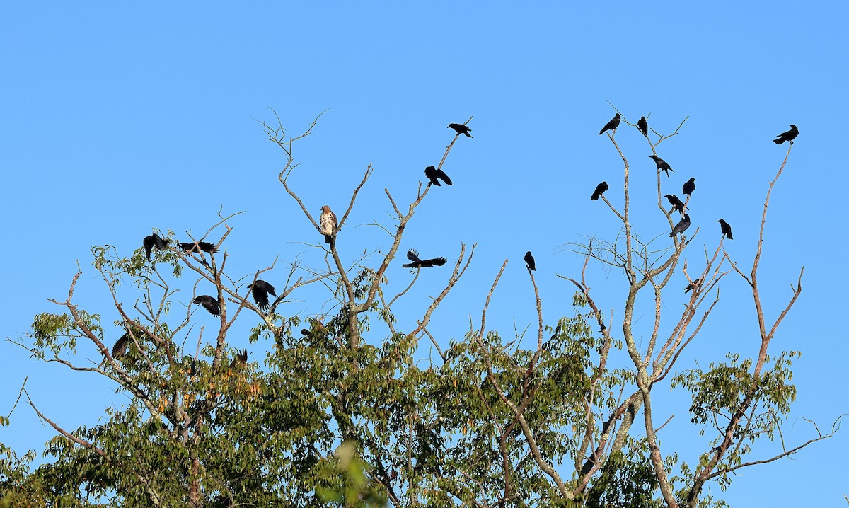 American Crow - ML624682621