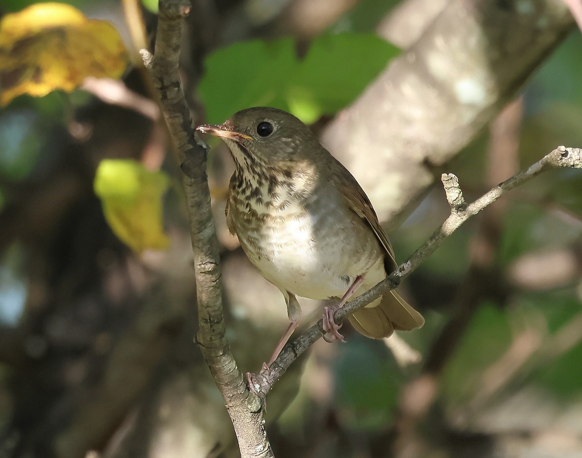 Gray-cheeked Thrush - ML624682634