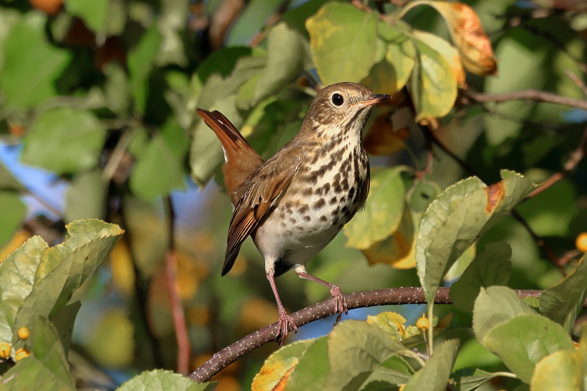 Hermit Thrush - ML624682645