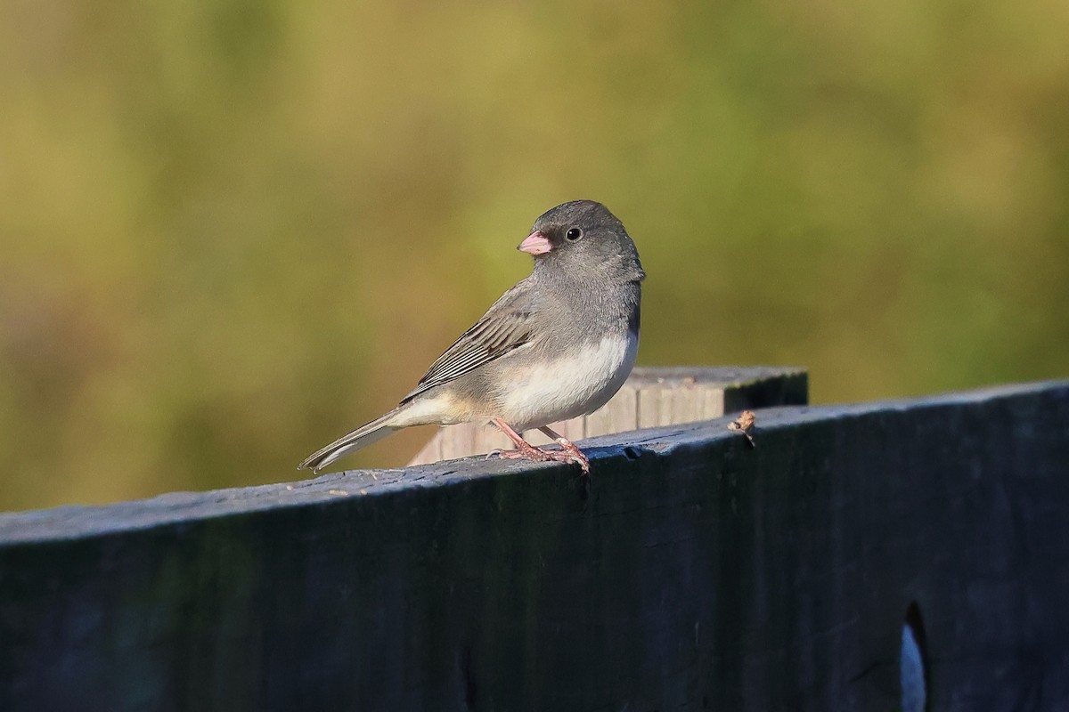 Dark-eyed Junco - ML624682651