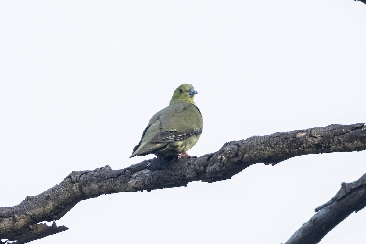 Wedge-tailed Green-Pigeon - ML624682926