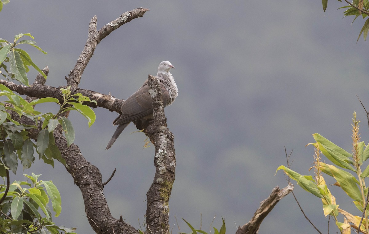 Mountain Imperial-Pigeon - ML624682941