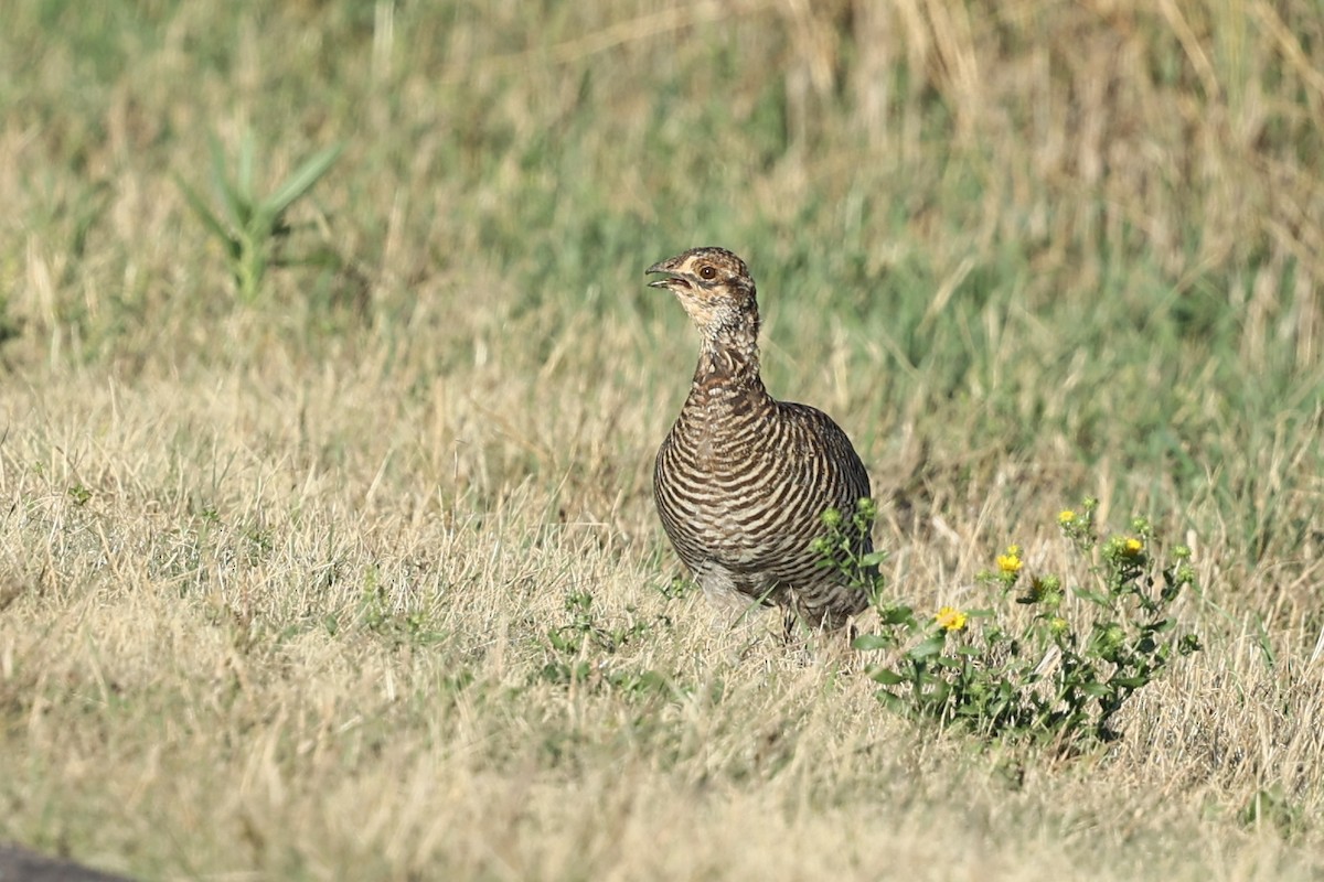 Tétras des prairies - ML624682989