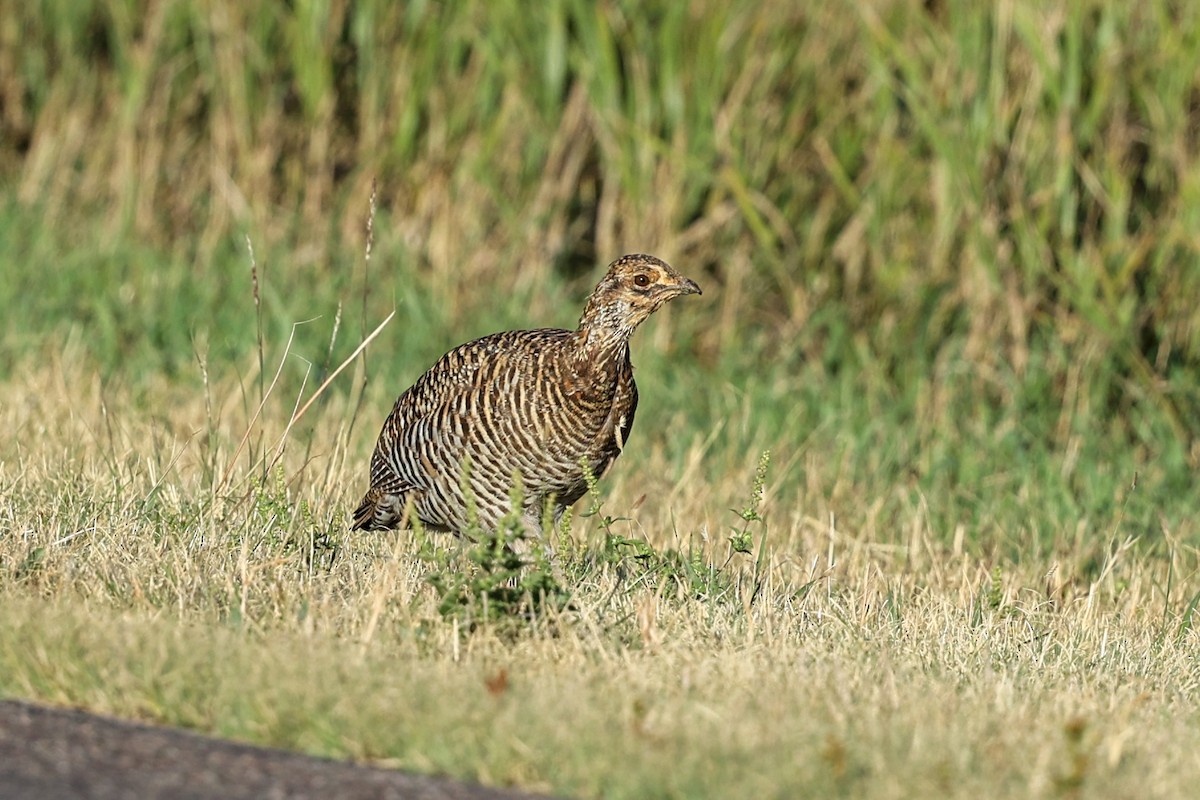 Tétras des prairies - ML624683002