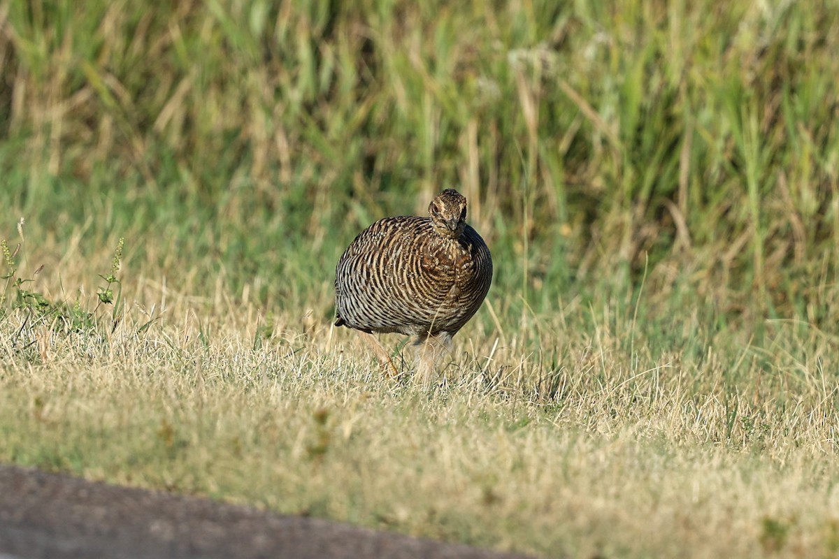 Tétras des prairies - ML624683005