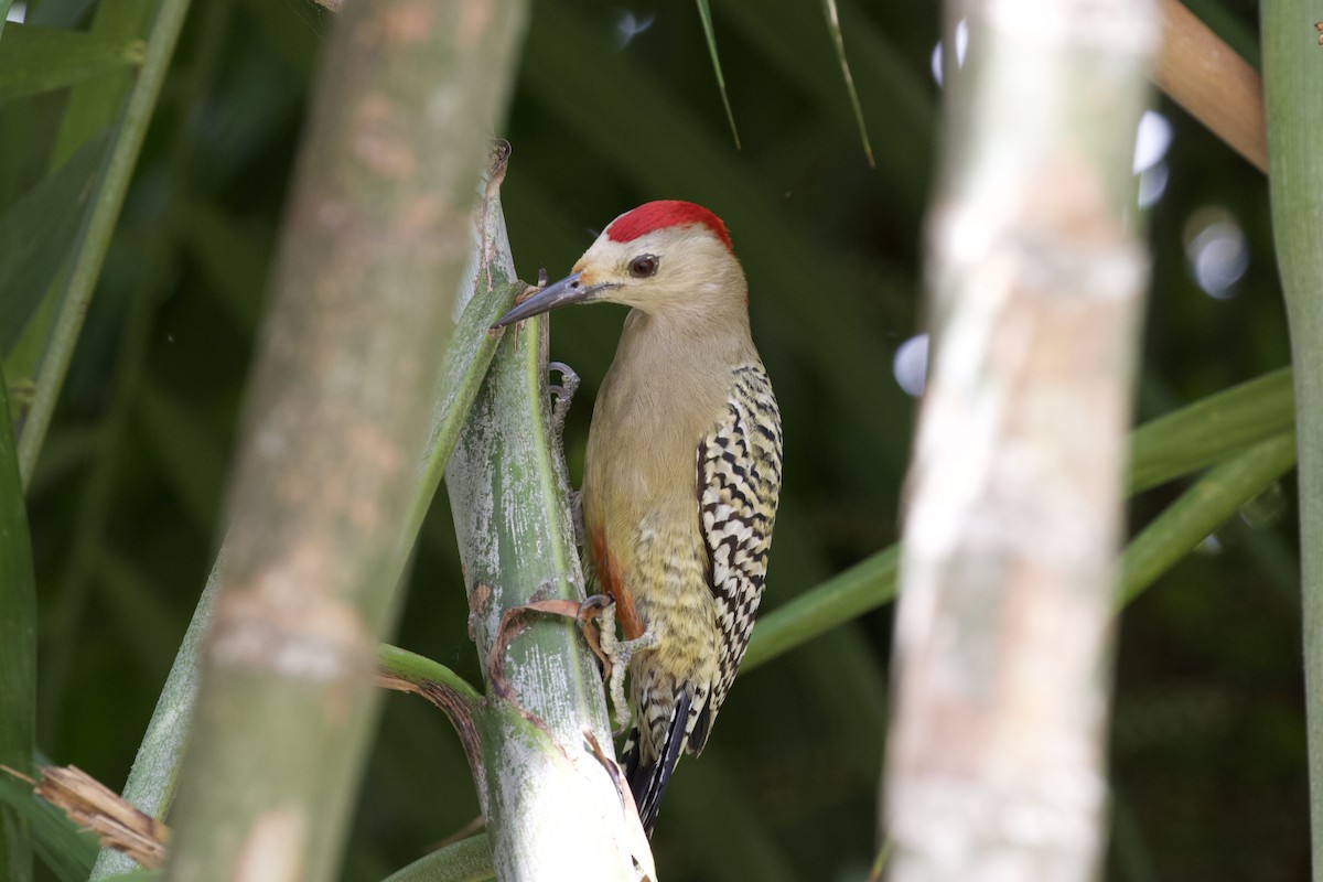 West Indian Woodpecker - ML624683038