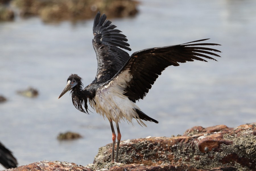 Cigogne d'Abdim - ML624683064