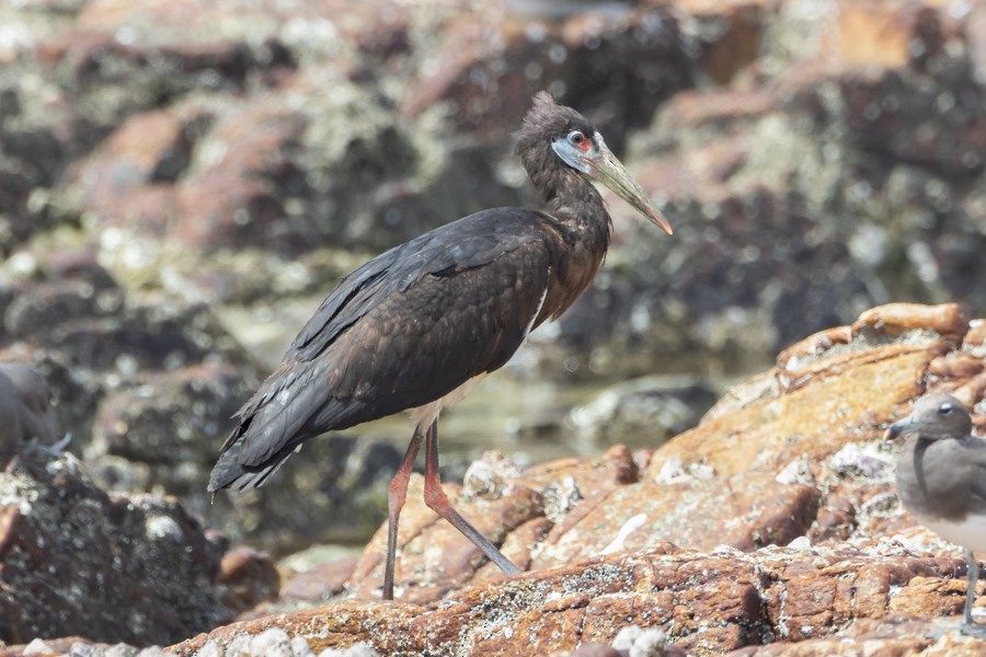 Cigogne d'Abdim - ML624683065