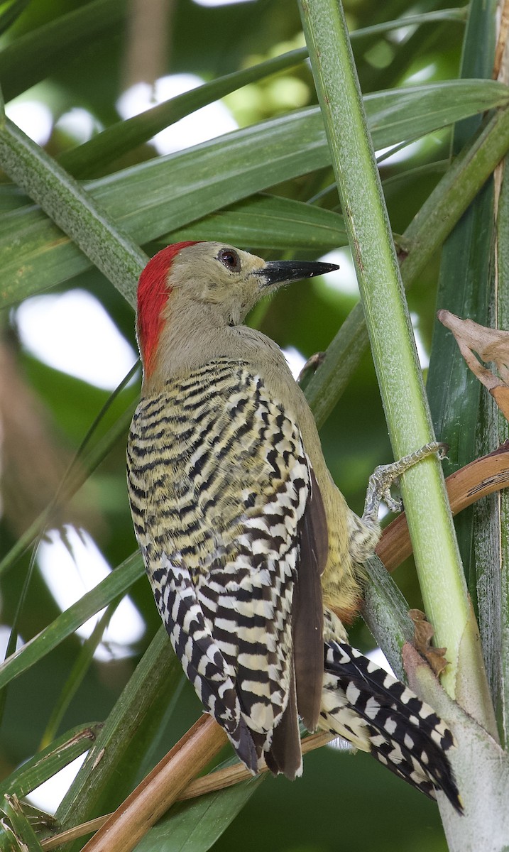 West Indian Woodpecker - ML624683093