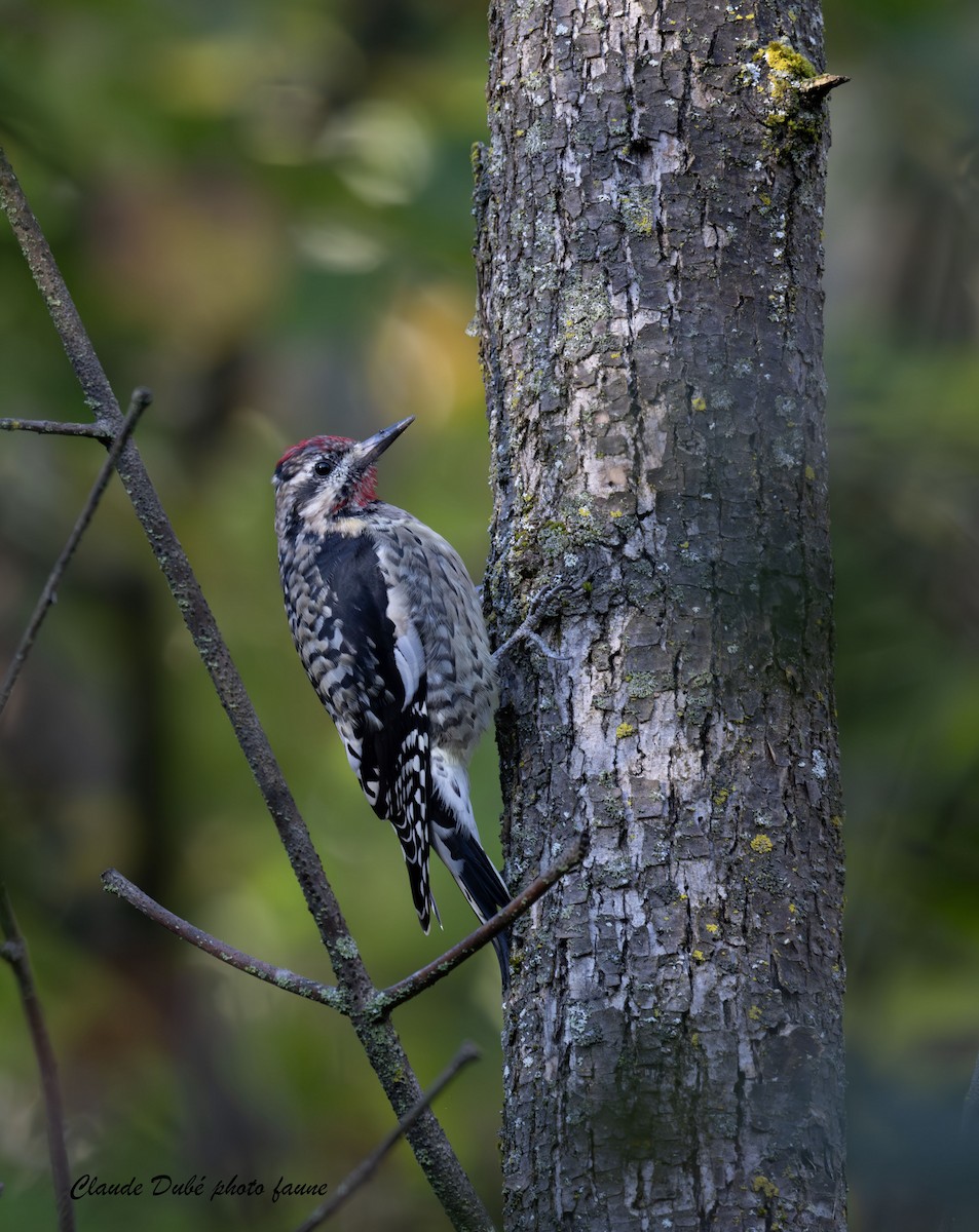 Yellow-bellied Sapsucker - ML624683115