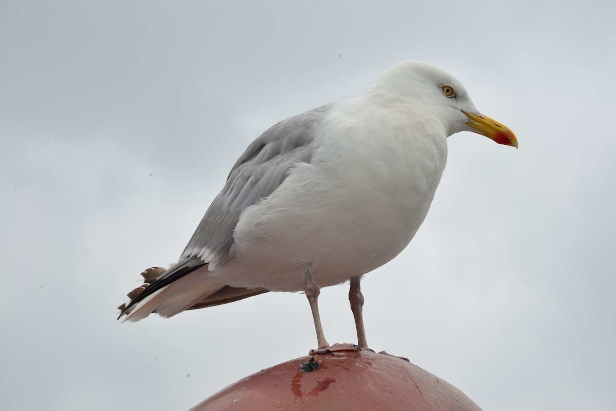 Herring Gull (European) - ML624683118