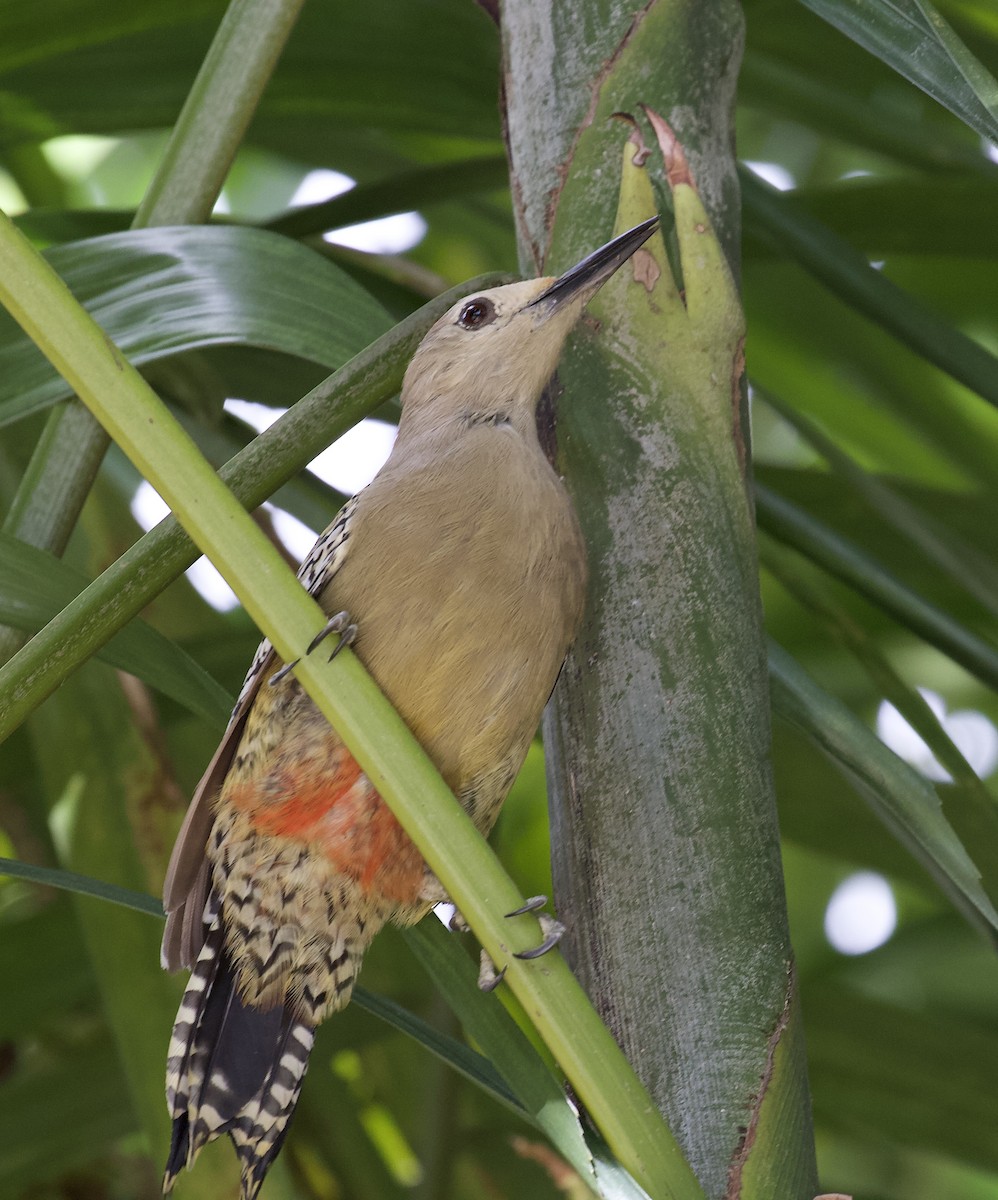 West Indian Woodpecker - ML624683120