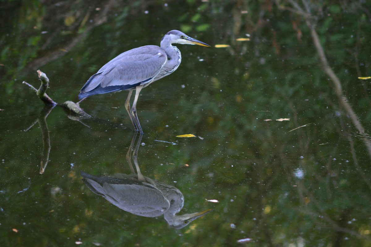 Gray Heron - ML624683197