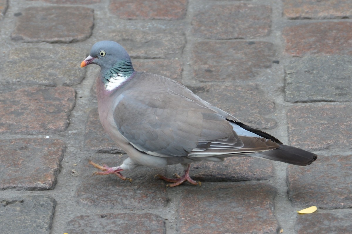 Common Wood-Pigeon - ML624683277