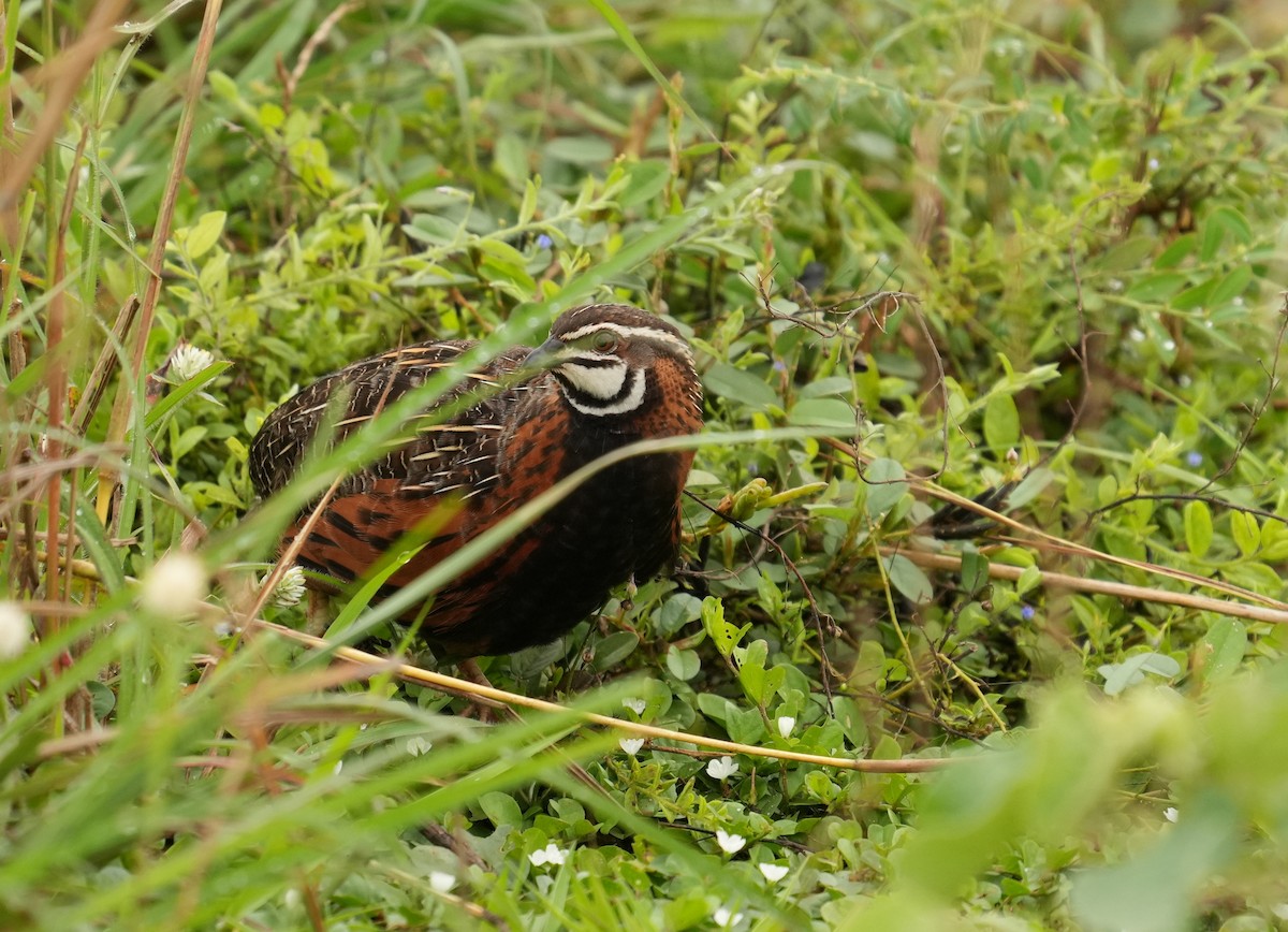 Harlequin Quail - ML624683317