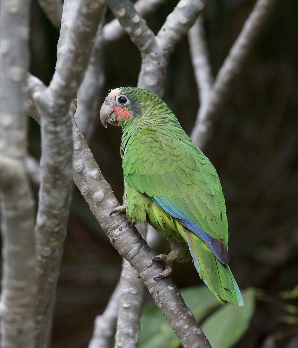 Cuban Amazon (Cayman Is.) - ML624683396