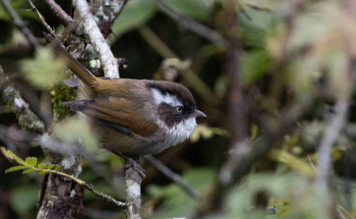 White-browed Fulvetta - ML624683757