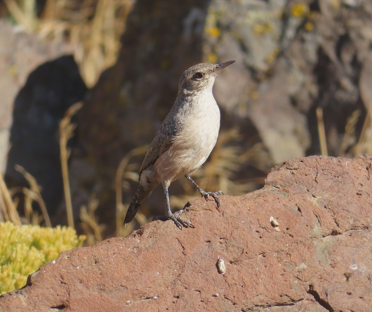 Rock Wren - ML624683814