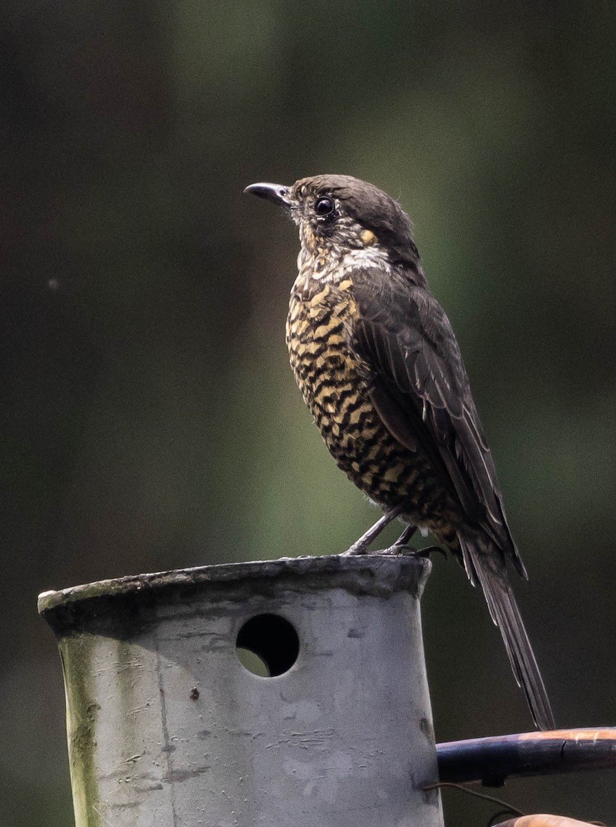 Chestnut-bellied Rock-Thrush - ML624683818