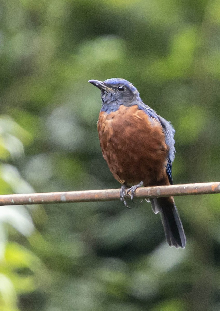 Chestnut-bellied Rock-Thrush - ML624683824