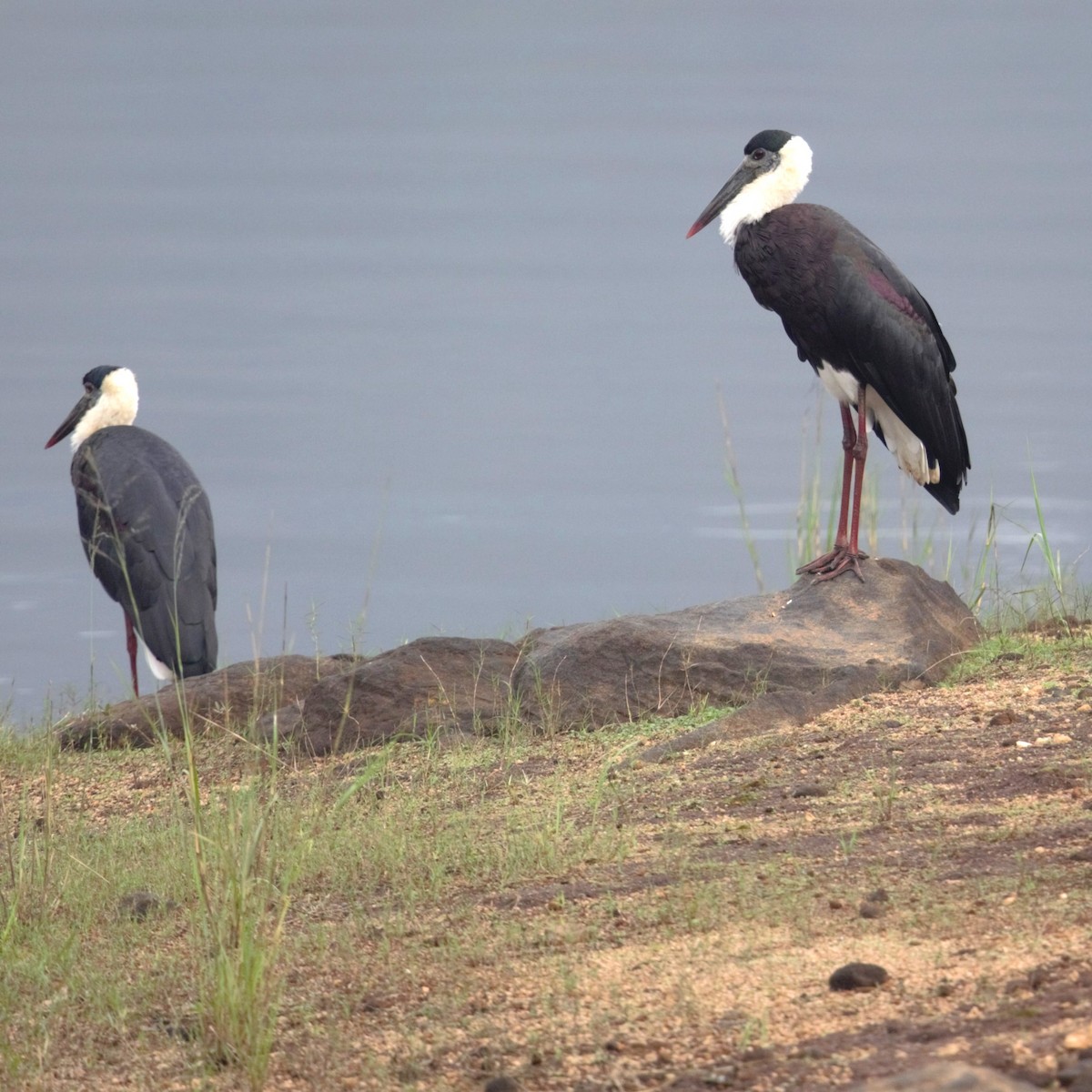 Asian Woolly-necked Stork - ML624684096