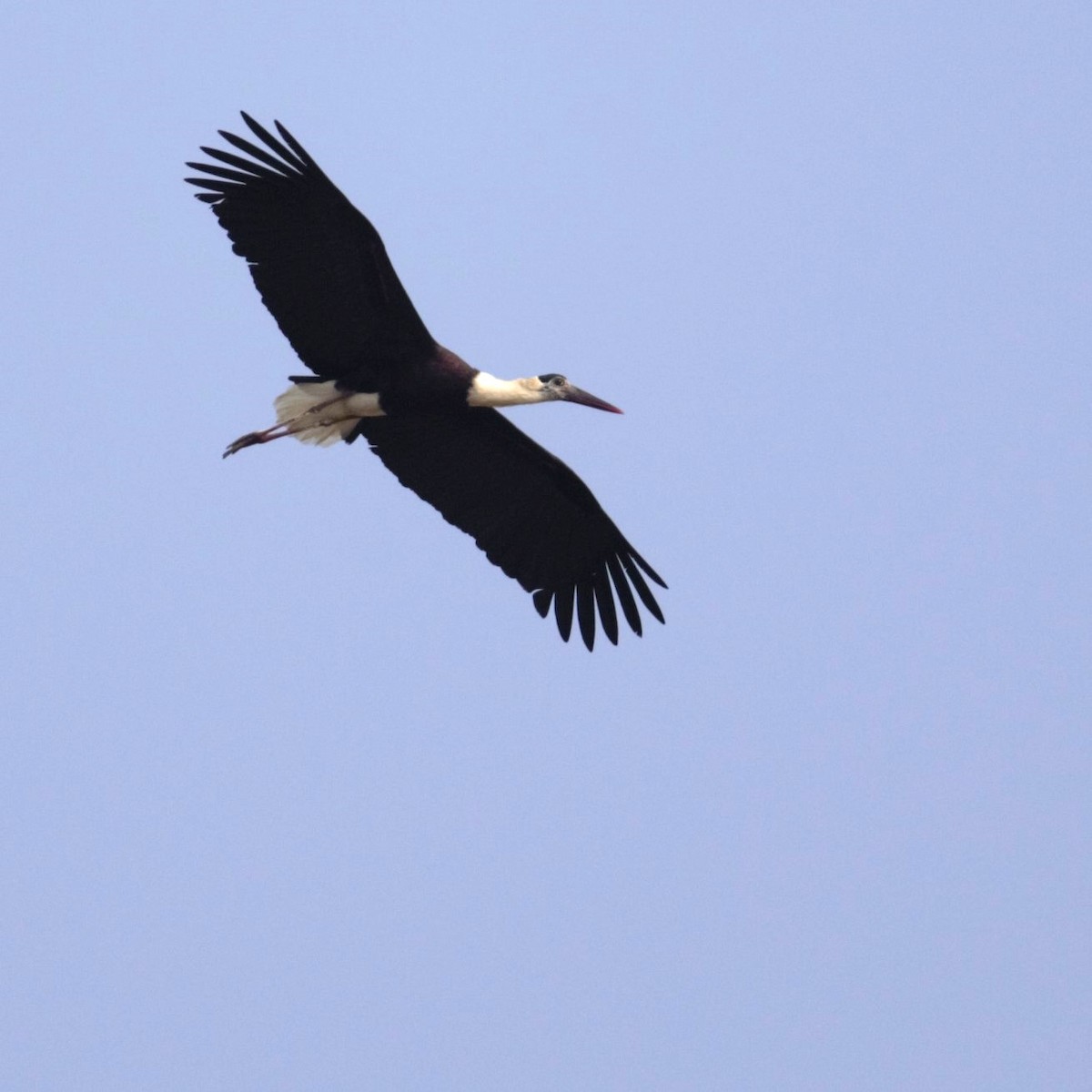 Asian Openbill - ML624684181