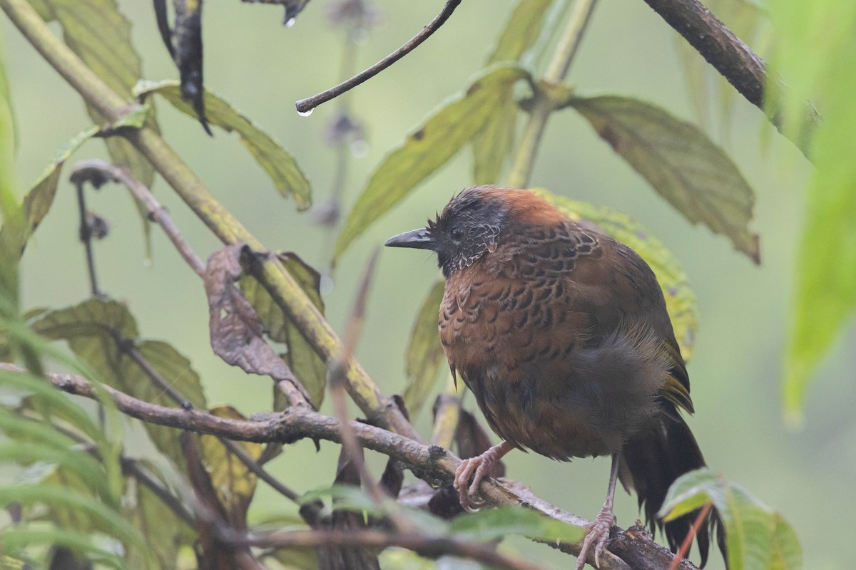 Chestnut-crowned Laughingthrush - ML624684385