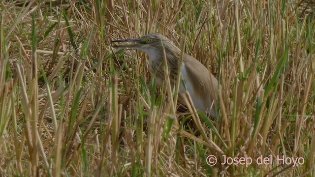 Squacco Heron - ML624684413