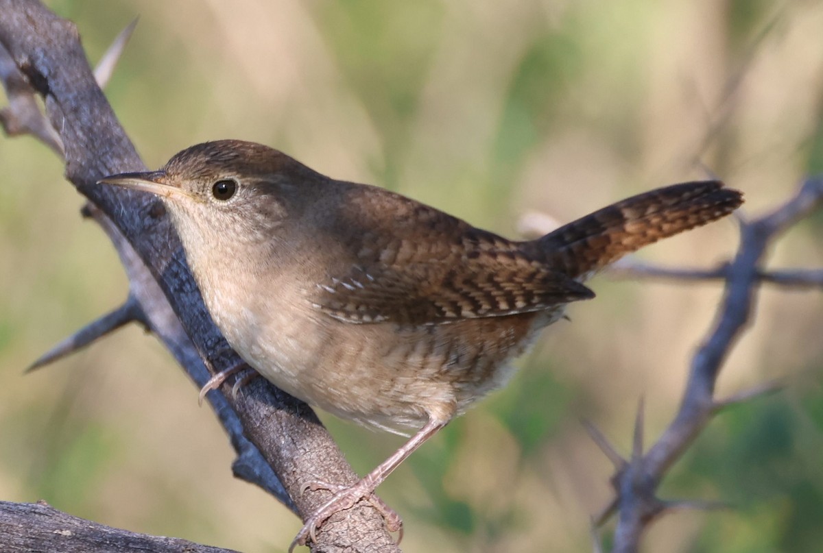 Northern House Wren - ML624684586