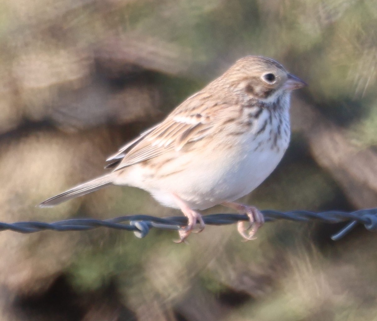 Vesper Sparrow - Kenneth  Thompson